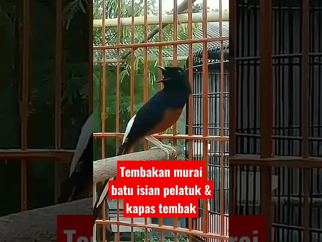 Tembakan murai batu isian burung pelatuk & kapas tembak. class=