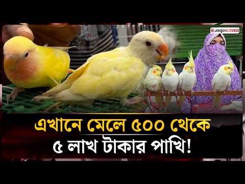 বাহারি পাখির হাটে অন্যরকম এক শুক্রবার, দূরদূরান্ত থেকে আসে ক্রেতারা | Bird Market | Jago News