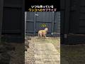 いつも待っているワンコへのサプライズ