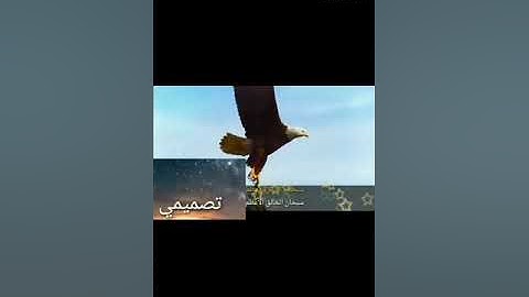 القارئ محمد حسين. صلاه التراويح