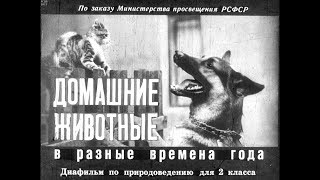 Диафильм Домашние животные в разные времена года /по природоведению для 2 класса/ Диафильм Домашние животные в разные времена года /по природоведению для 2 класса/