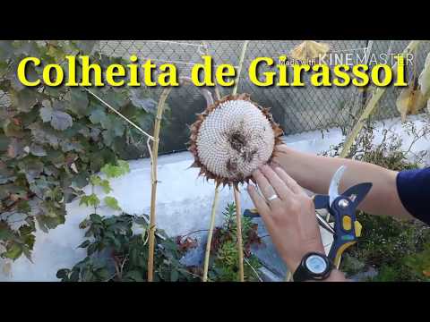 Vídeo: Colhendo sementes de palmeira Foxtail: Como propagar uma palmeira Foxtail