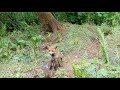 The new Browning recon force edge trail camera 2020. Daytime footage of Vixen and her cubs.