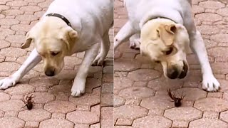 Dog Meets Pet Crawfish For The First Time