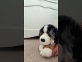 A cool title #essa #essacommunity #funny #puppy
