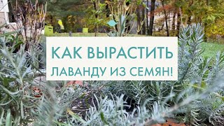 Как вырастить лаванду из семян. Простой и быстрый способ.