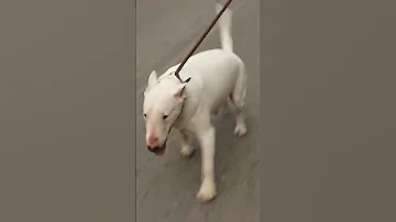 BULLTERRIER IMPORT DARI MELATI BULL KENNEL 