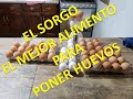 ALIMENTO PARA GALLINAS FACIL Y ECONOMICO***  SORGO 2021 ++ ALIMENTO PARA PONER MAS HUEVOS