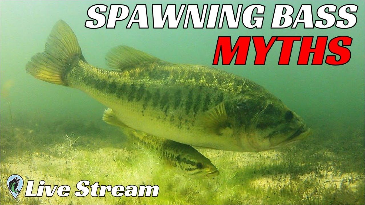 FTM Livestream #83  Myths and Facts About Spawning Bass 