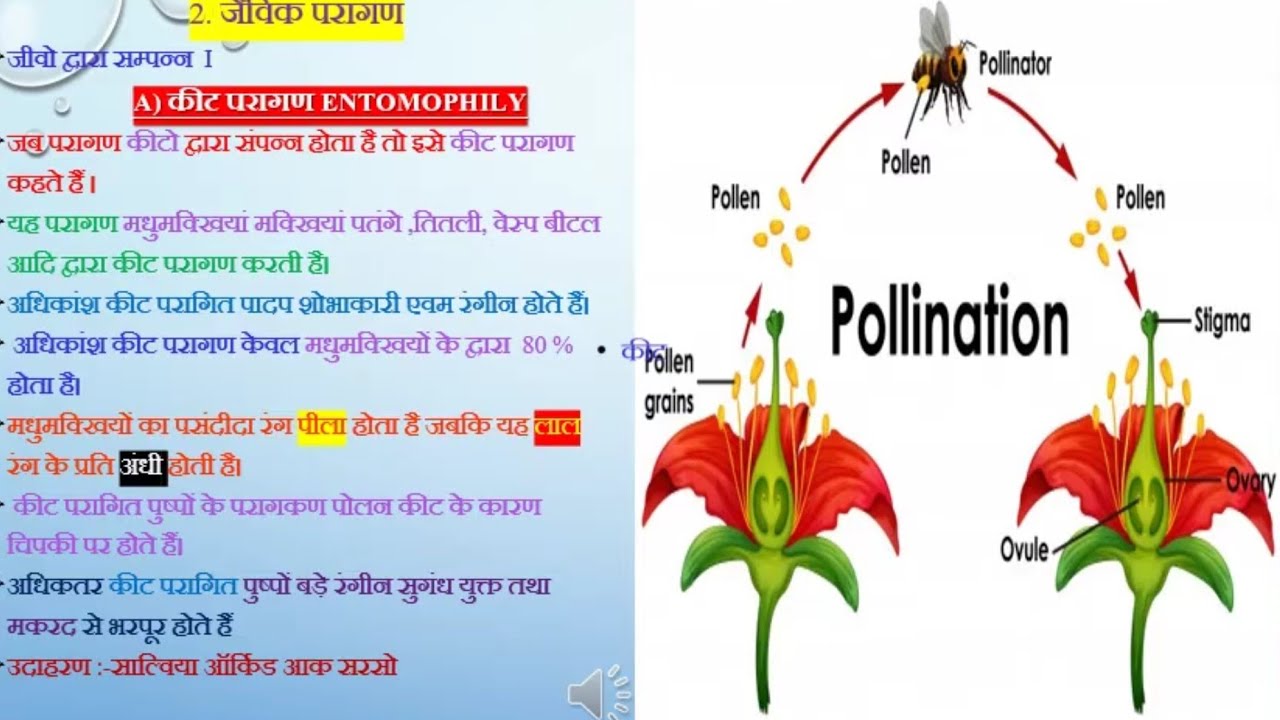 pollination assignment class 12