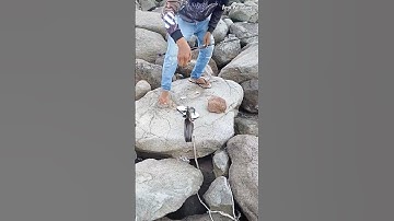 ikan Sembilang beracun. #ikansembilang #shortvideo #shorts