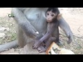 Life of monkeys Ep114, Life of poor baby monkey with mom, baby monkey ju...