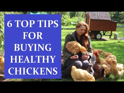 Buying Chickens: 6 Top Tips to Finding Healthy Birds for your Flock
