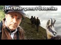 Jakt efter gems i Österrike (Hunting chamois in Austria)
