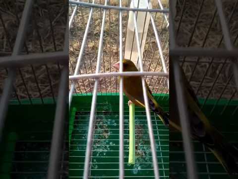 تغريد حسون خضري روعة Chant Verderon