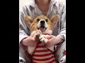 Dog I m afraid you ll fall in love with me #Everything Is Lovely Plan#The NTH year o_1