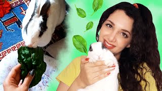 How to Train Your Rabbit to Eat Spinach 2