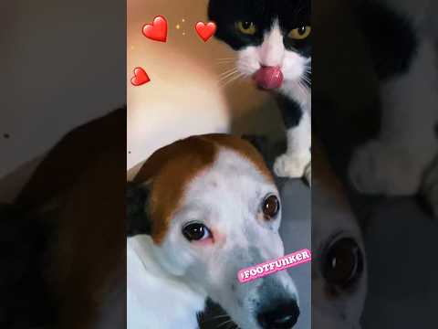 ADORABLE PUSSYCAT LOVES ❤️ & CLEANS HER DOGGIE NIECE (ivlog music 🎼) #cute #animals #lovecats