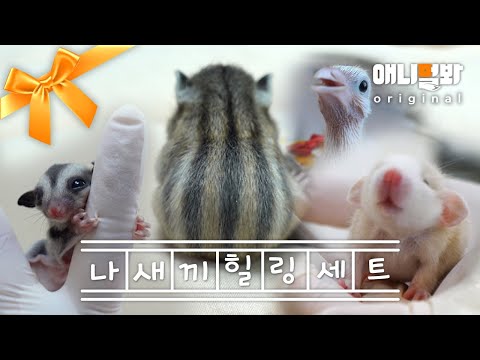 나새끼가 되어줄게ㅣBaby Animal Video That Will <strong>Heal</strong> You