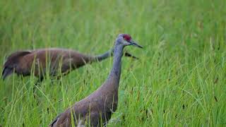 Lesser Sandhill Crane pair feeding, July 13, 2022