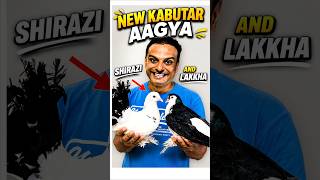 Aaj Pets Market Se Naya Kabutar Khareed Liya Manae 🥰 #minivlog #vlogs #kabutar #pigeon #shorts