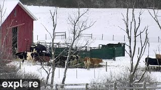 Wisconsin Pasture Cam at Farm Sanctuary by Explore Farm Life 52,834 views 4 years ago 1 hour, 37 minutes