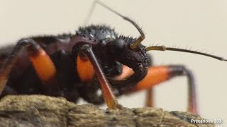 Assassin Bug
