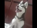 Sou Zara uma doguinha da raça Husky Siberiano 🐾 🐾🐾