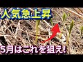 今ジワリと人気の５月のあの山菜を採ってきました！