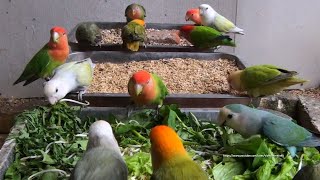 Lovebird Activity, Peach-Faced Lovebirds - LOVEBIRD TV