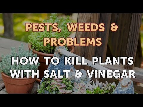 How to Kill Plants With Salt & Vinegar