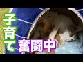 猫の出産#3〜子猫とママの出産翌日の様子〜
