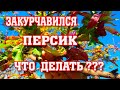 ЗАКУРЧАВИЛСЯ ПЕРСИК/ Что делать???