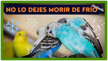 ¿Cómo proteger a las palomas del frío?