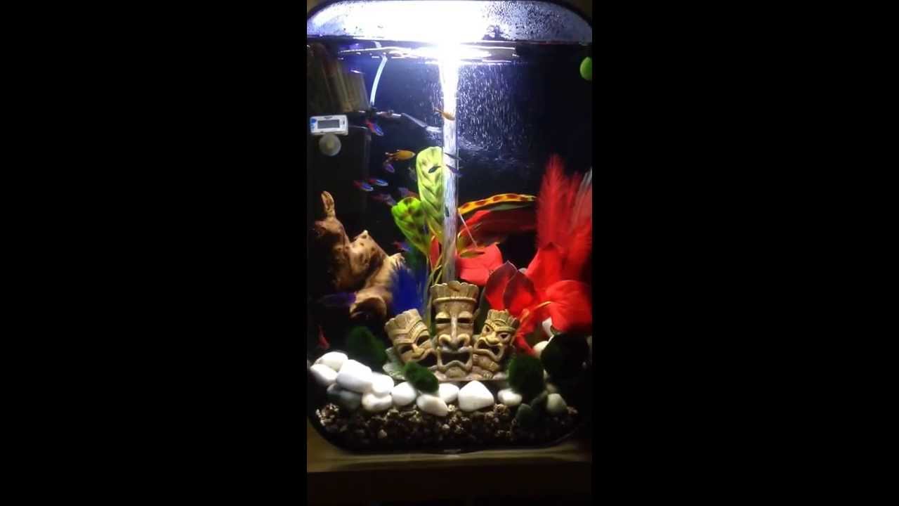 2021 Neontetra 2021 Neontetra