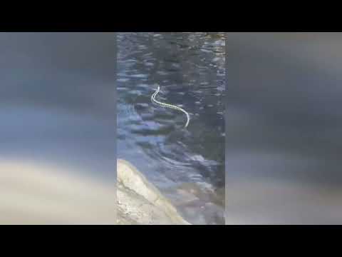 “Holy moly, I did not know they swam!" - Rare footage of venomous snake swimming through fast stream