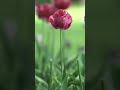 Great😻Shape Tulip Flower Silky Bokeh #art #explore #trending #travel #europe #nature #red #rosso #ez