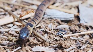 Ant Walks Over Small Coffee Snake at Night | Natural Behavior in Costa Rica