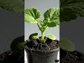 From Tiny Seed to Giant Pumpkin