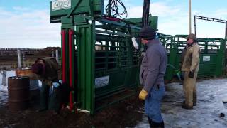 Morand Hydraulic Cattle Chute