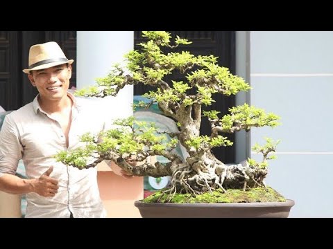 Cây Gỗ Chắc Bonsai,Niềm Tự Hào Của Gia Chủ| Nhà Nông Chơi Cây - YouTube