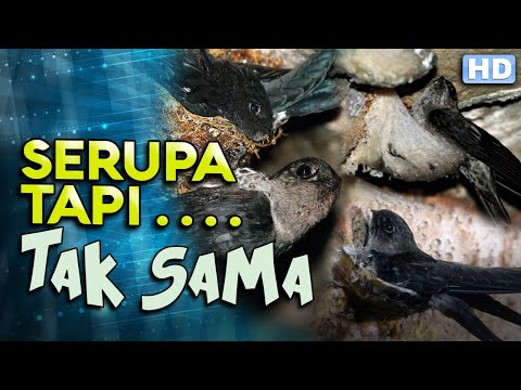 jangan-sampai-salah!-ini-perbedaan-burung-walet-dan-burung-sriti