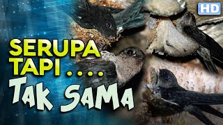 Jangan Sampai Salah! Ini Perbedaan Burung Walet dan Burung Sriti