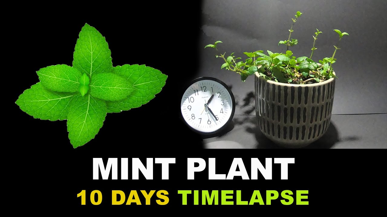 Growing Mint Plant Time Lapse (10 days) - YouTube