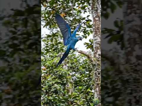 I Found the Real Life "RIO" Movie Bird! 🌍 (Spix's Macaw)#Wildlife #shorts #birds