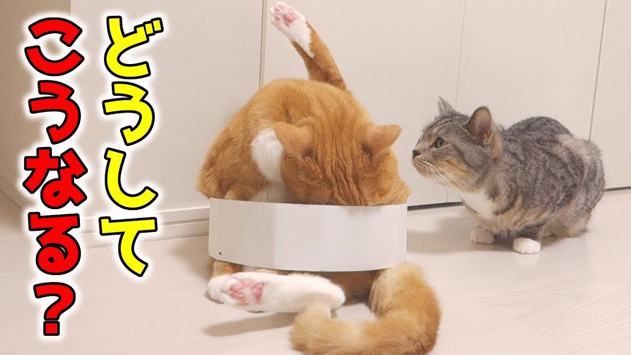 この猫はどうしてこうなった 輪っかに拘束された猫 Festaオフィシャルブログ 猫のいる生活 Powered By Ameba この猫はどうしてこうなった 輪っかに拘束された猫 Festaオフィシャルブログ 猫のいる生活 Powered By Ameba