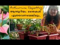 Anthurium Repotting ! Anthurium Care and Growing Tips ! ആന്തൂറിയം തൈകൾ നടുന്നത് എങ്ങനെ..