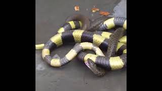 #snakevideo #cobra