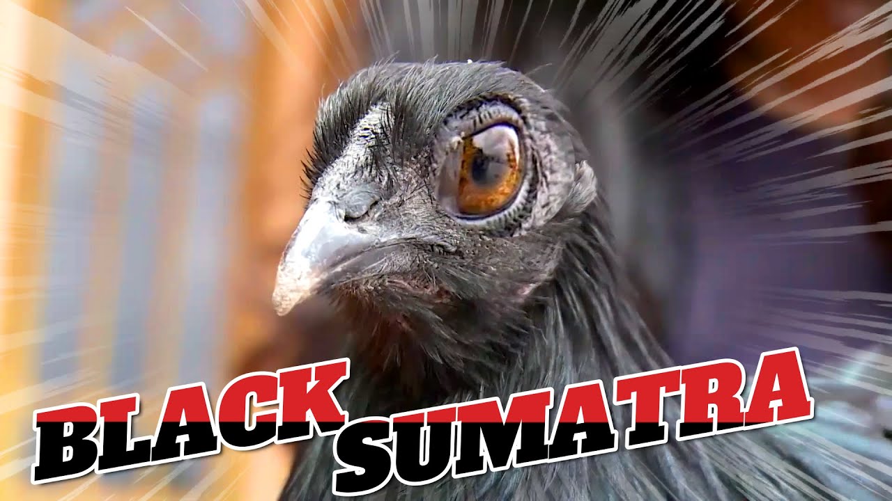 Sumatra Magic Meet the Black Sumatra: A Feathery Friend with Midnight Magic! - YouTube