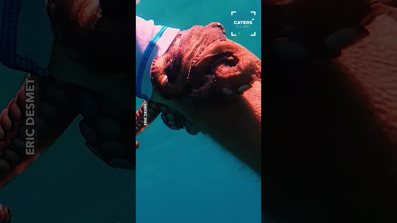 Diver Gets A Surprise Hug From Octopus